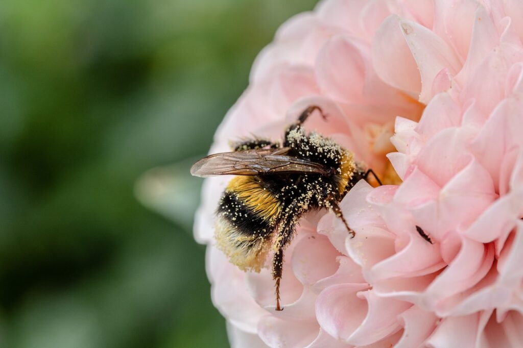 bee pollinating a pink flower