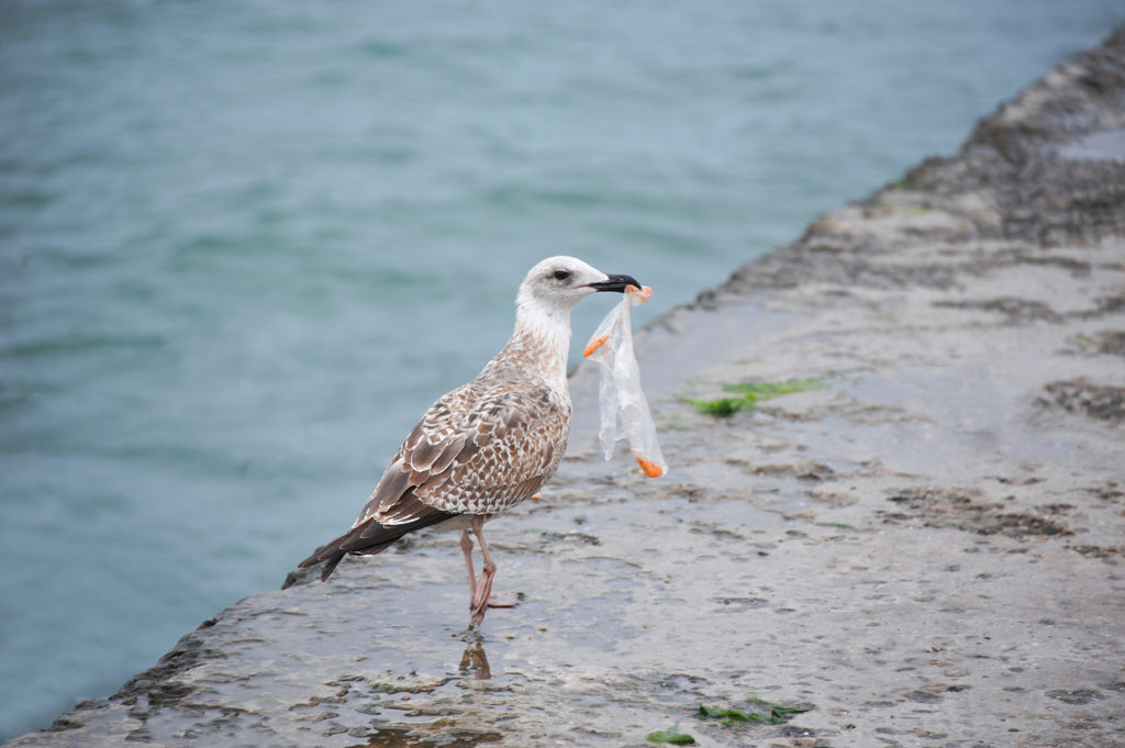 Big seagull with plastic bag on old pier