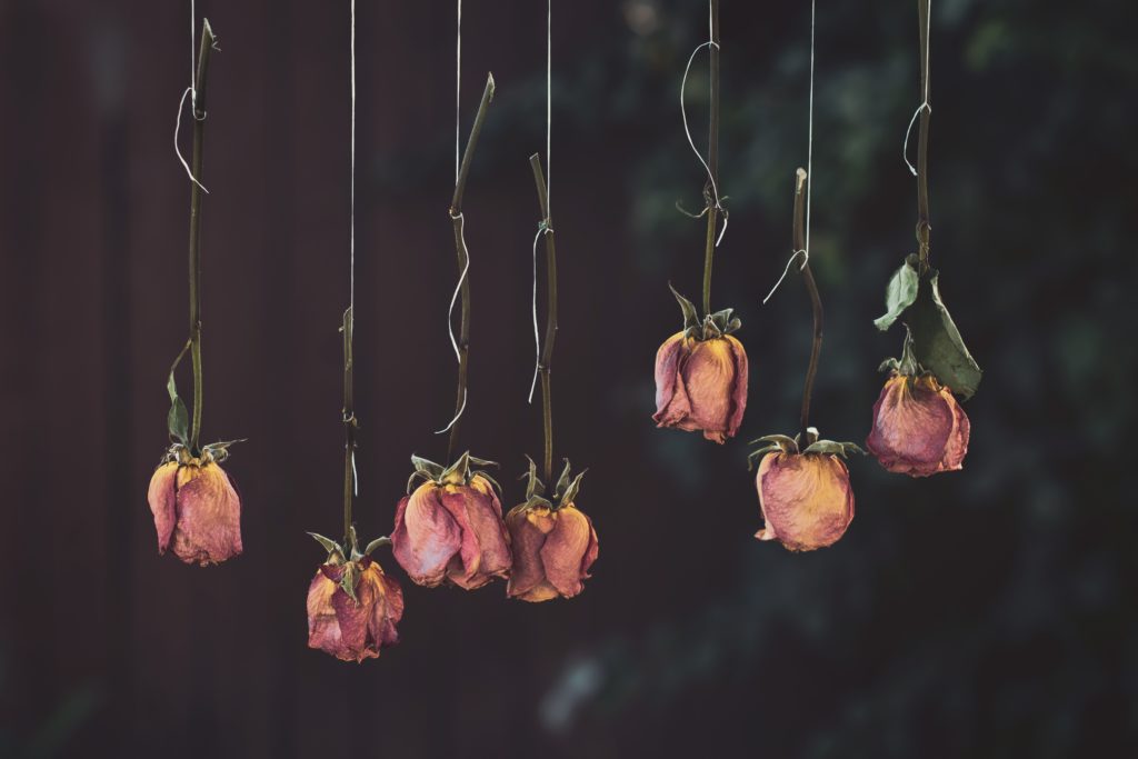 Roses hanging upside down to dry the petals