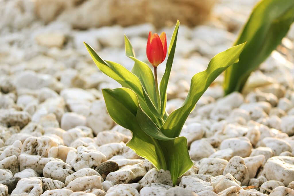 single tulip growing through rock bed