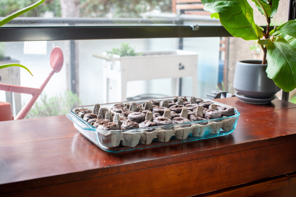 Cardboard egg cartons used as seed starters for gardening, in a glass baking dish on piece of furniture next to a window