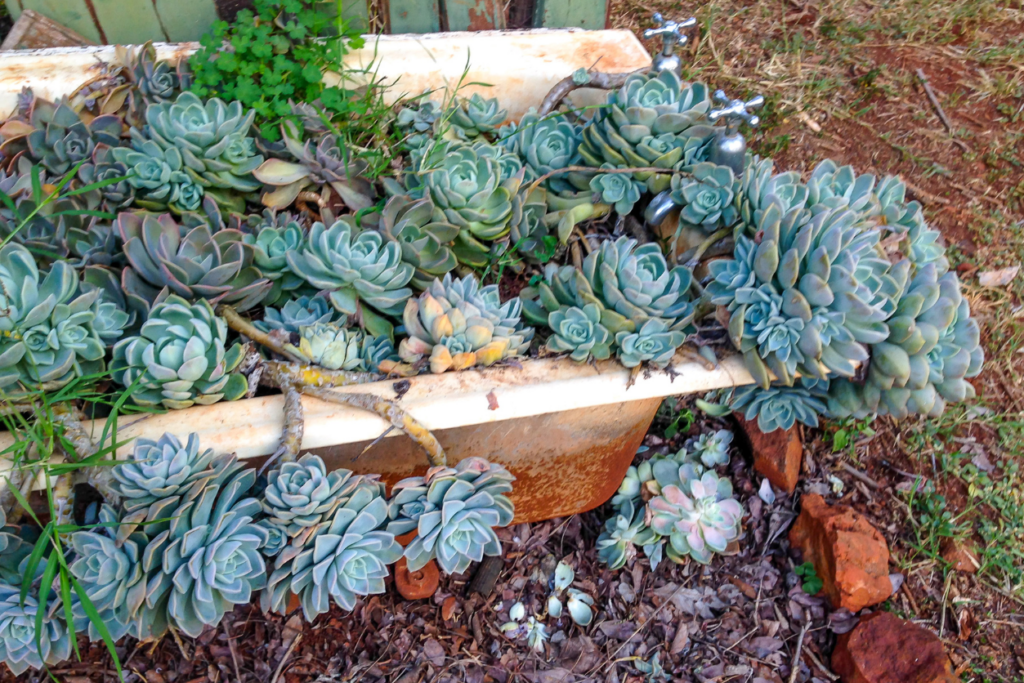 succulent plants grow out of an upcycled bathtub 